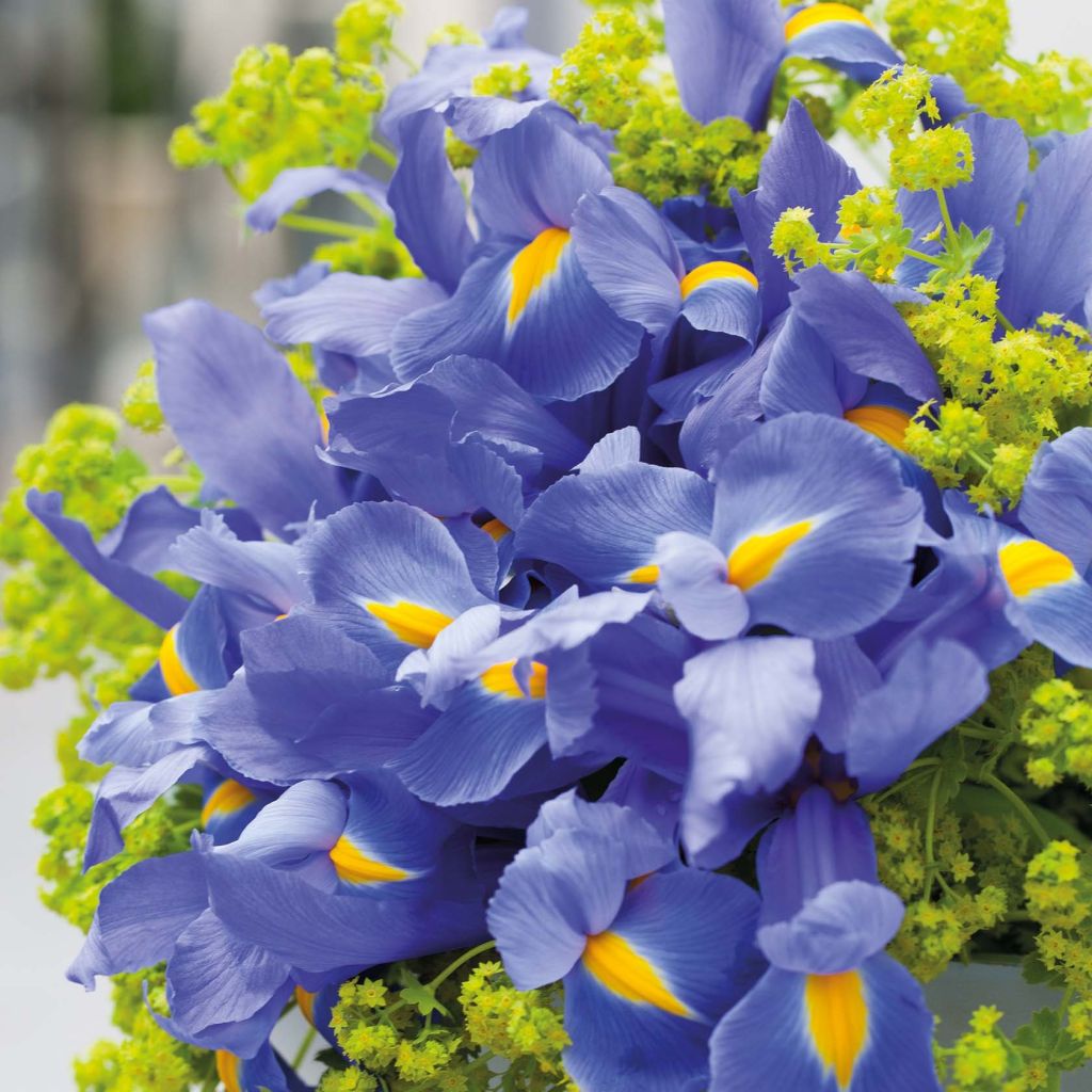 Iris hollandica Professor Blaauw