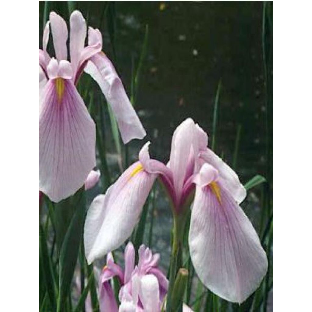 Iris ensata Rose Queen