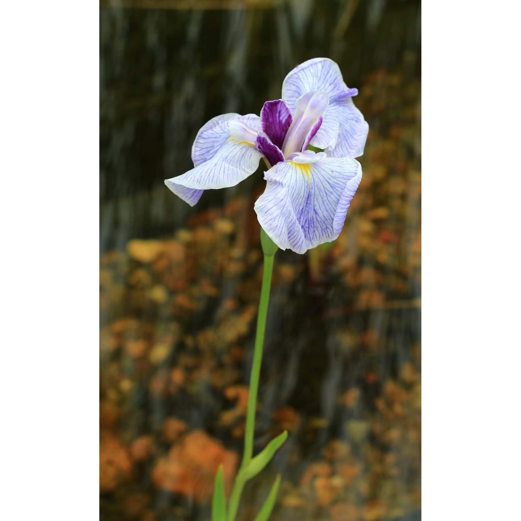 Iris ensata Caprician Butterfly