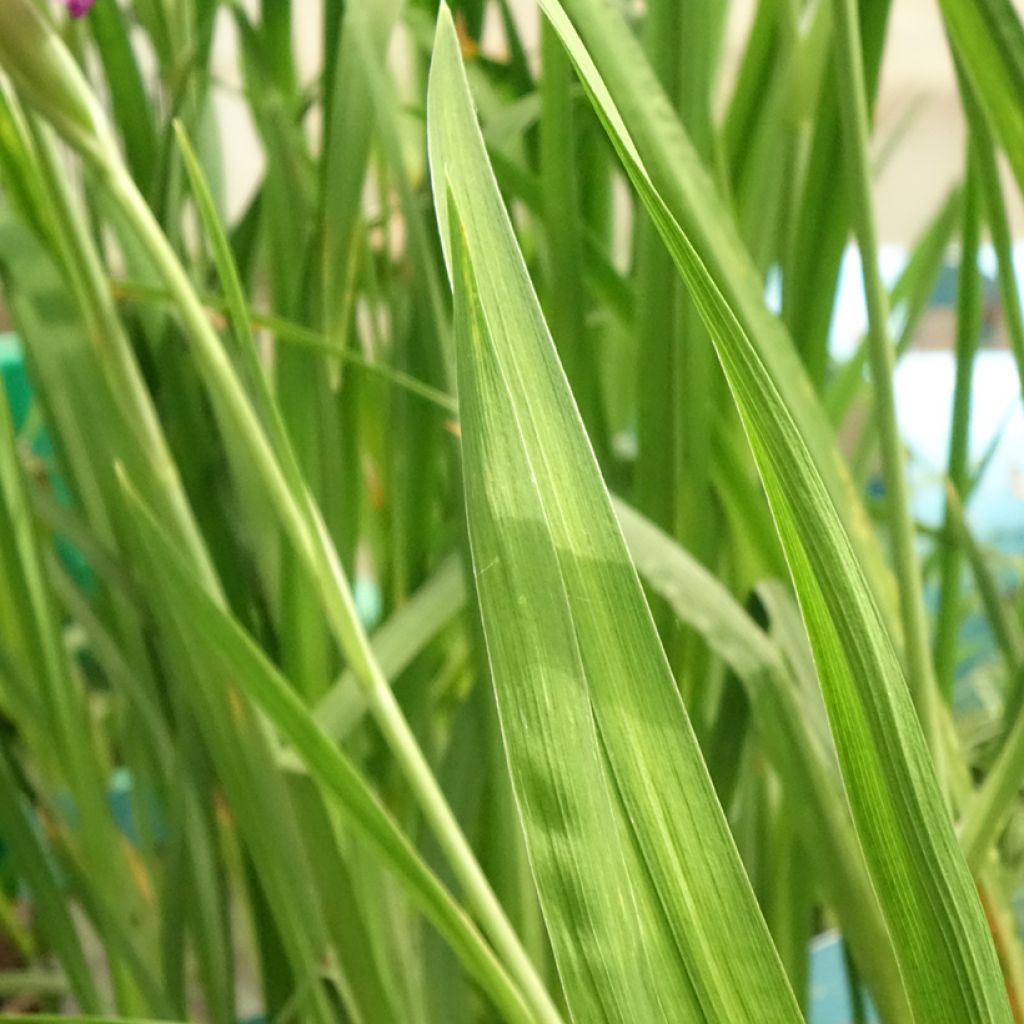 Iris ensata Dinner Plate Tiramisu