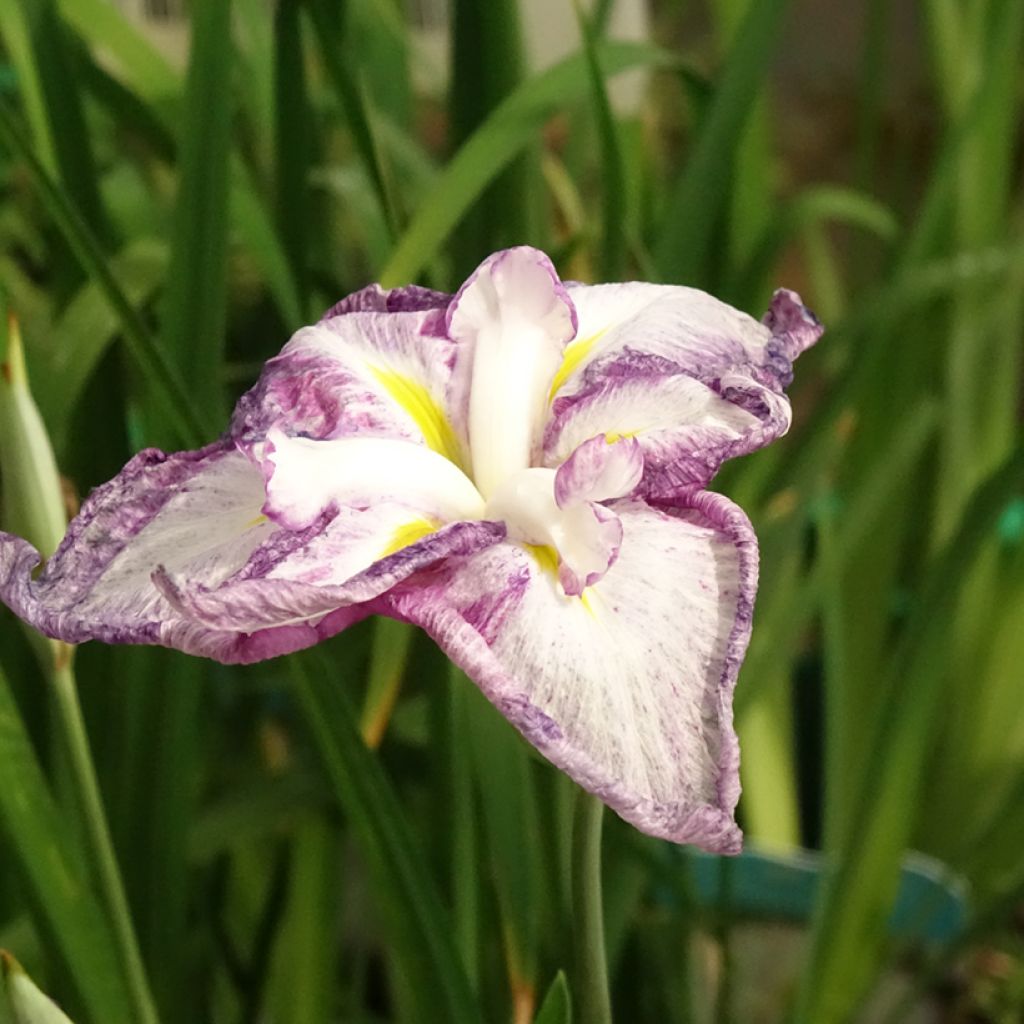 Iris ensata Dinner Plate Tiramisu