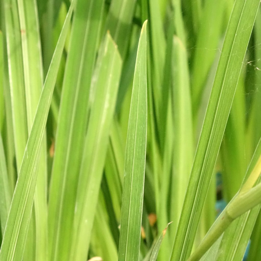 Iris ensata White Ladies