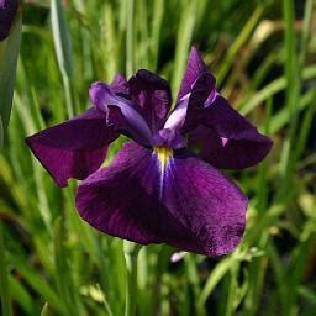 Iris ensata Carnival Prince