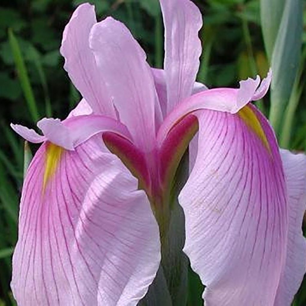 Iris ensata Rose Queen