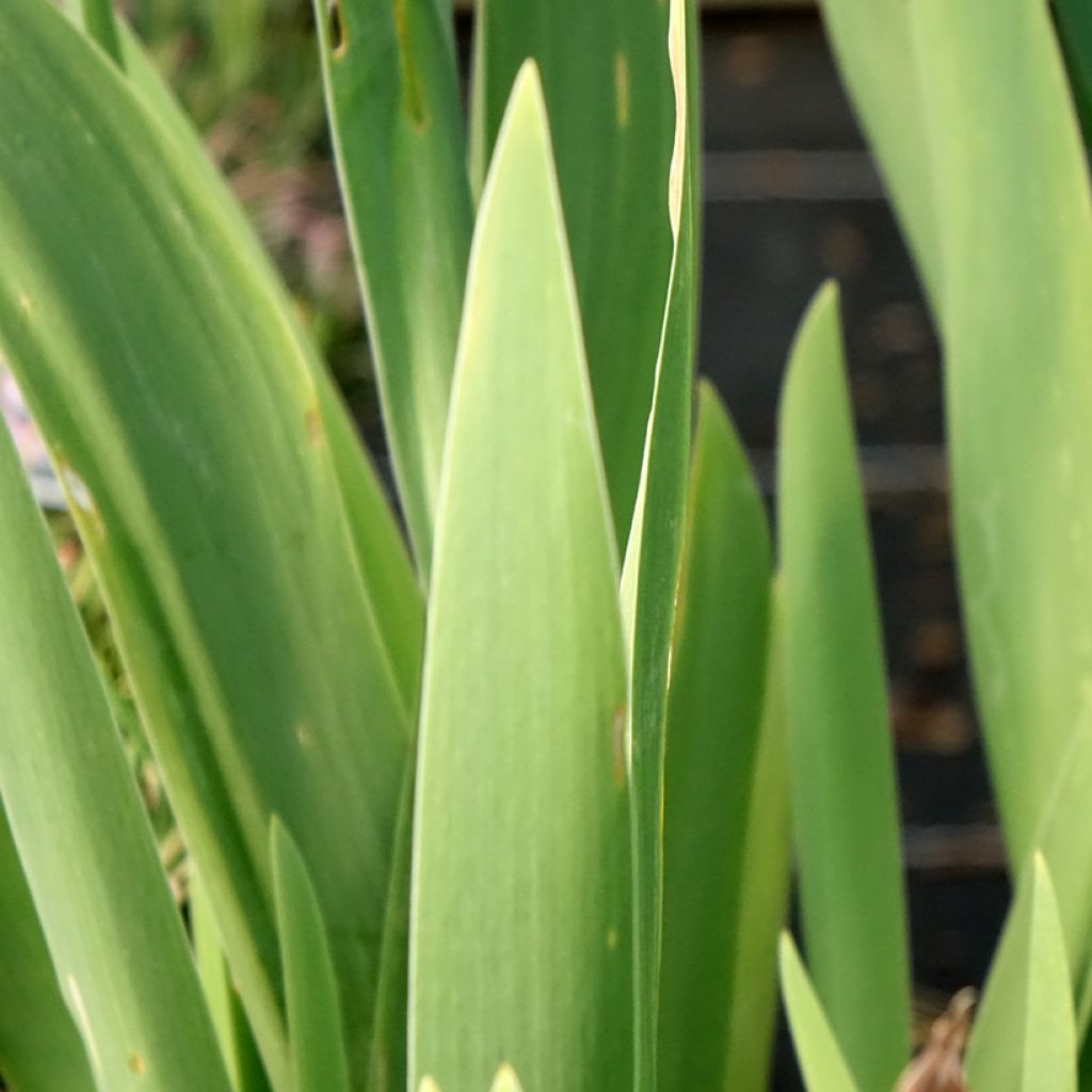 Iris germanica Crinoline
