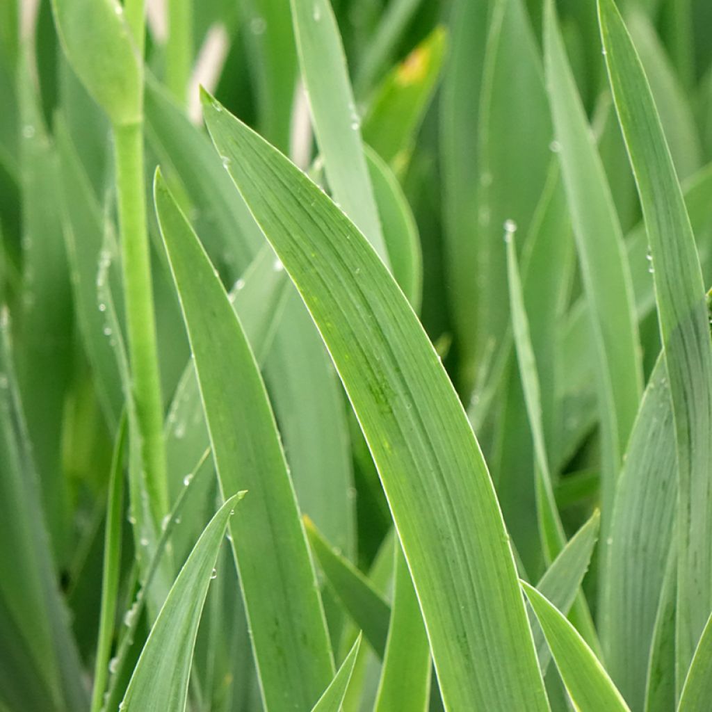 Iris germanica En Ebullition