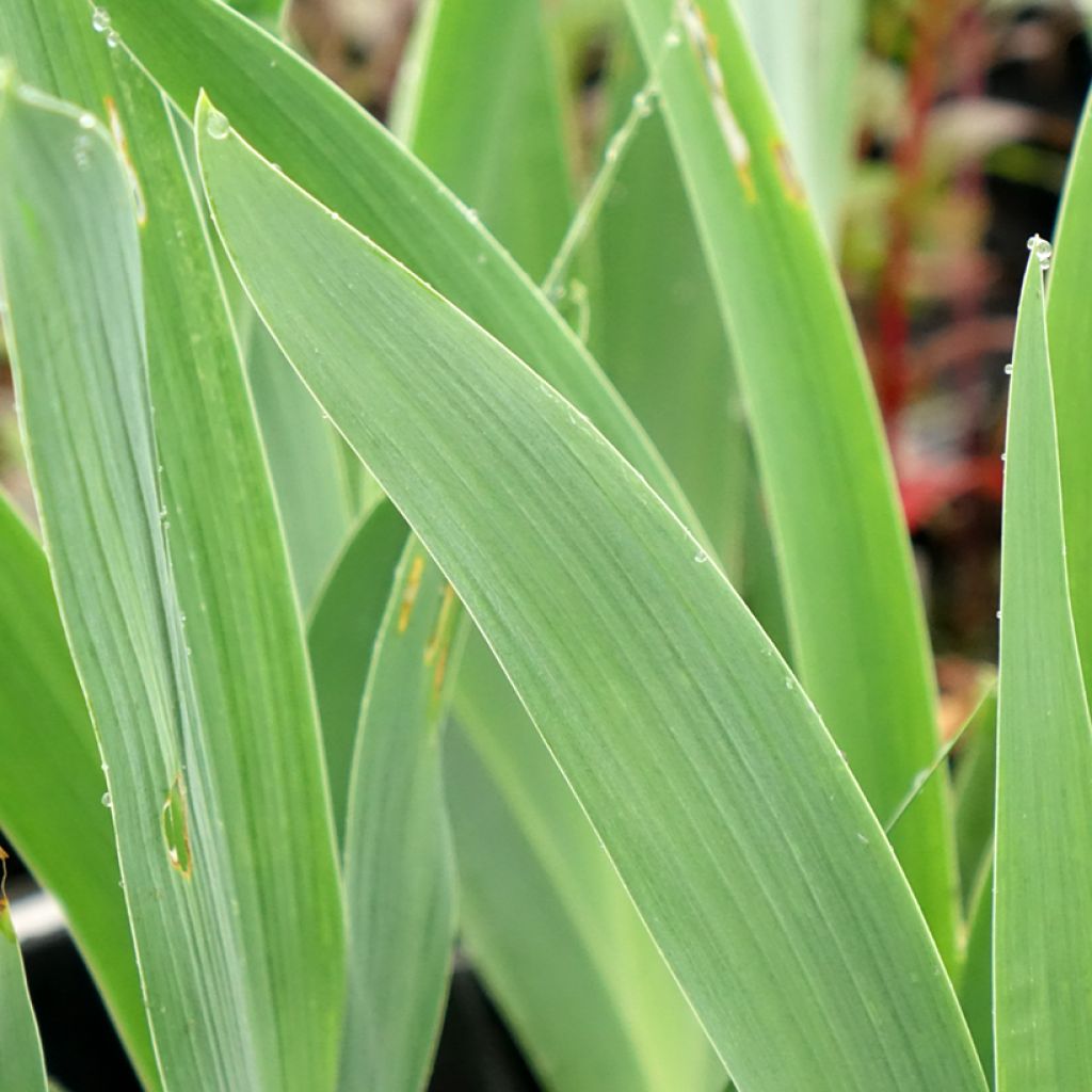 Iris germanica Flaming Dragon