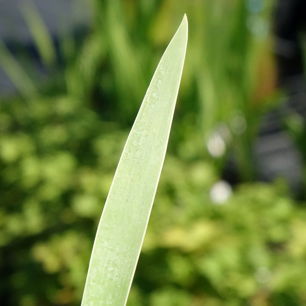 Iris germanica Hello Darling