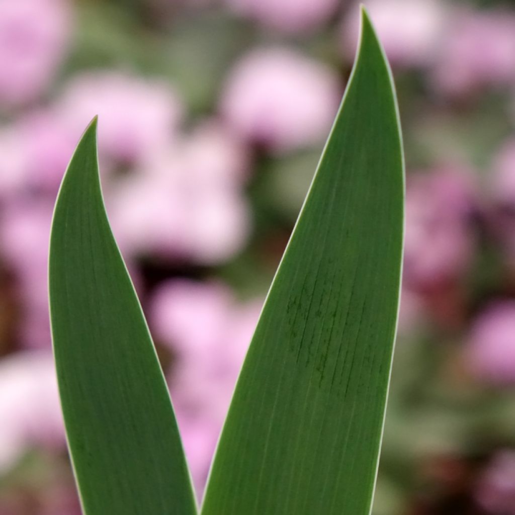 Iris germanica Inferno