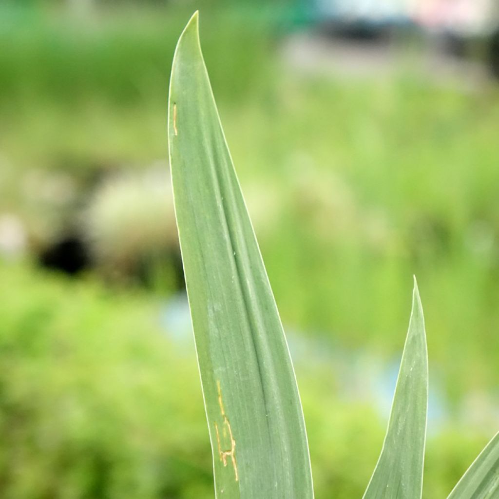 Iris germanica Night Edition
