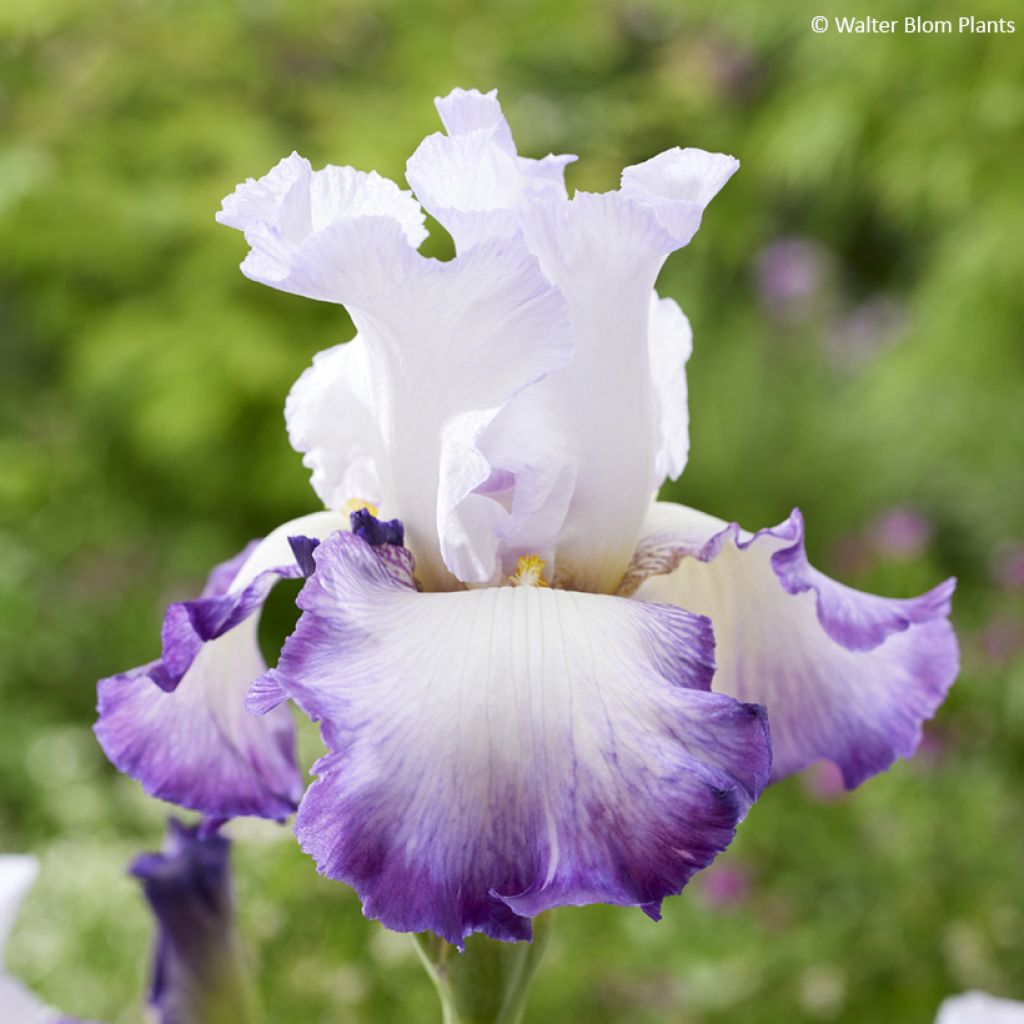 Iris germanica Pastel Printanier
