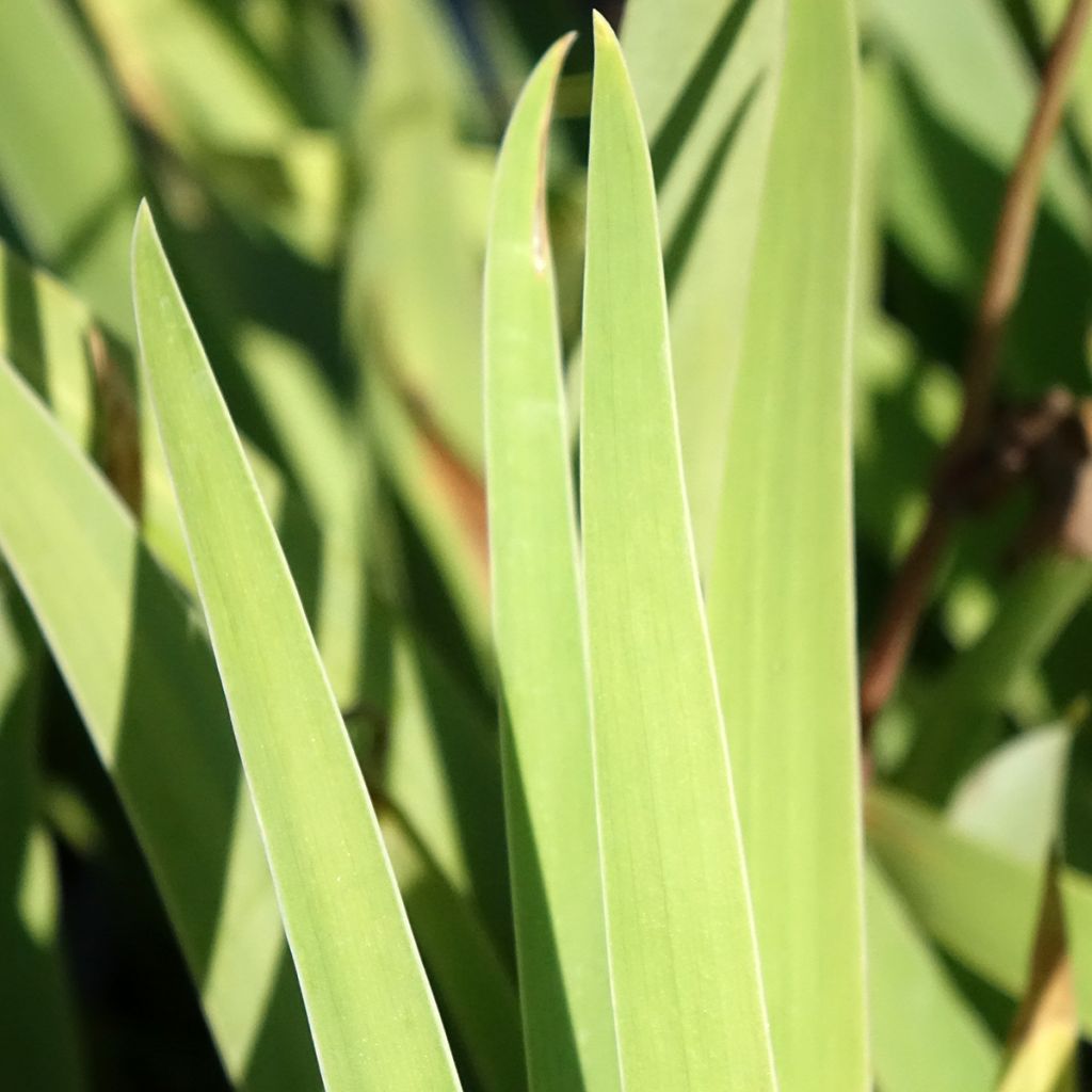 Iris germanica Sur la plage