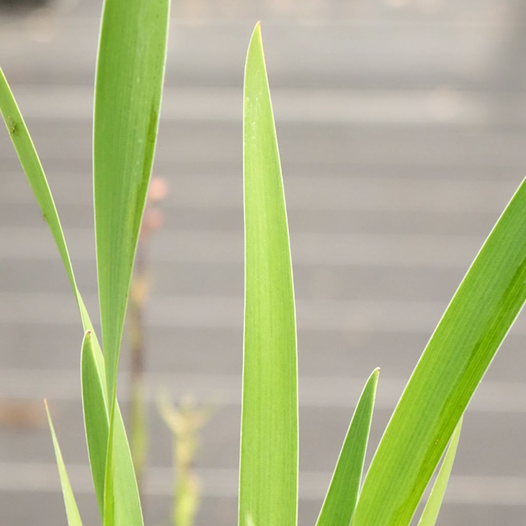 Iris x robusta Dark Aura