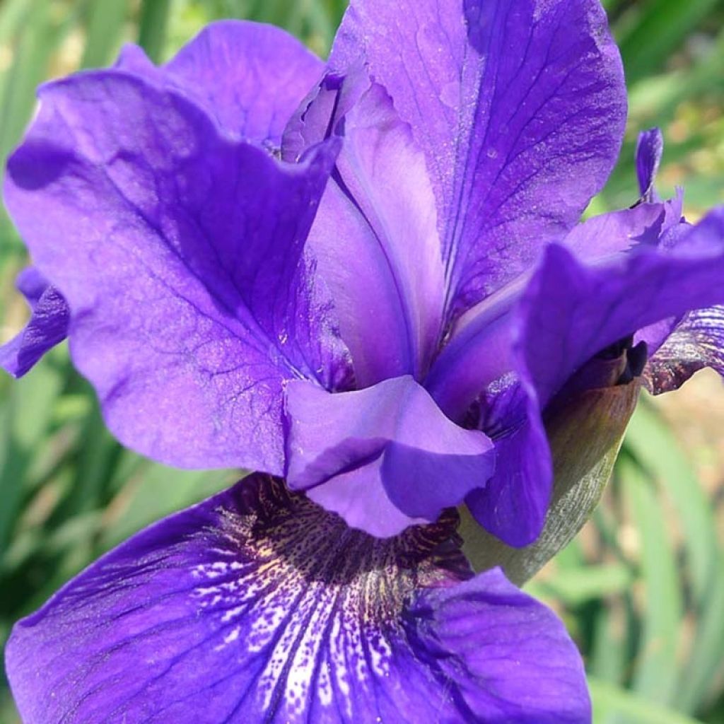 Iris sibirica Ruffled Velvet