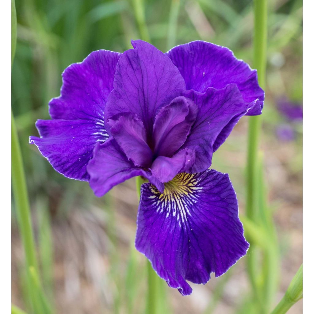 Iris sibirica Ruffled Velvet