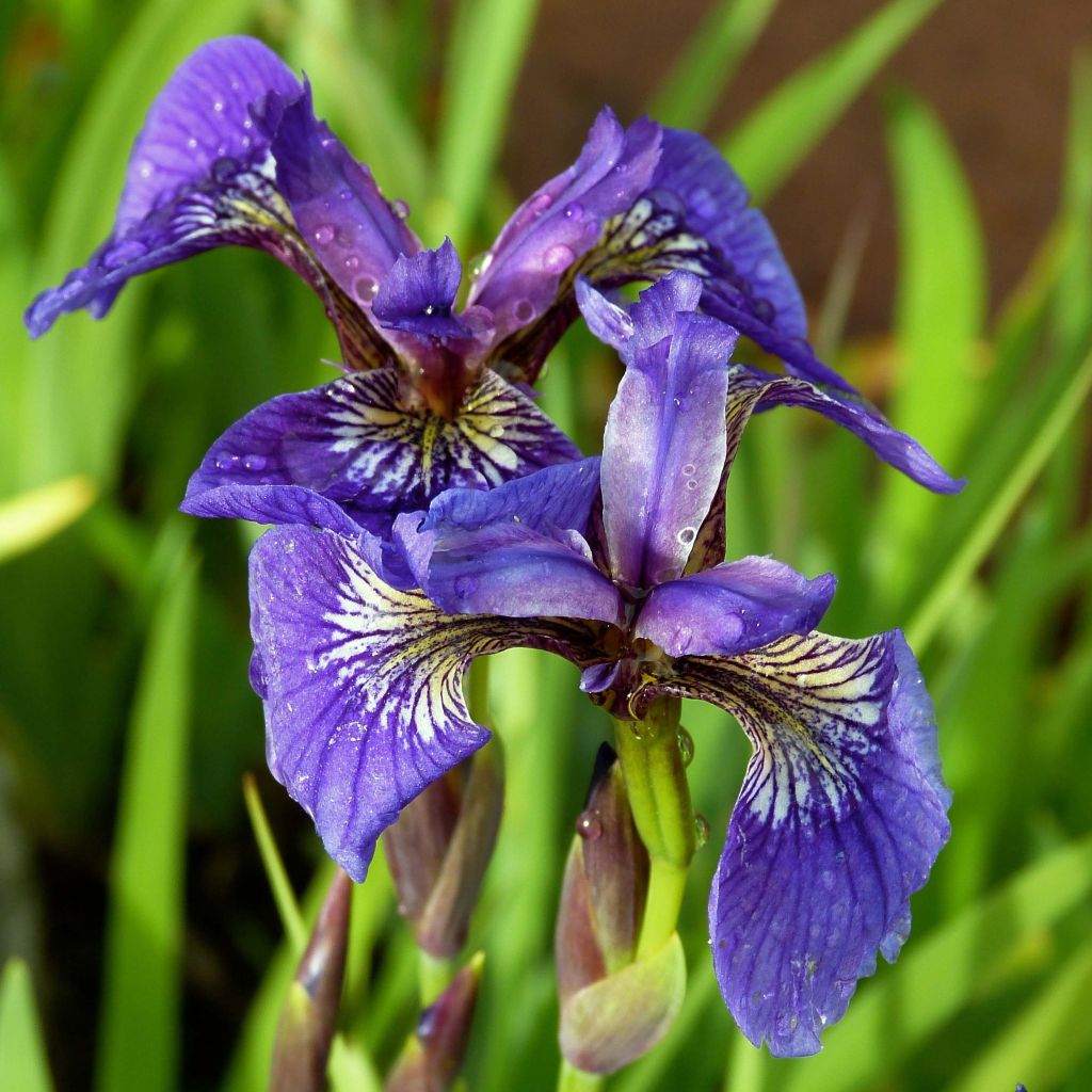 Iris setosa
