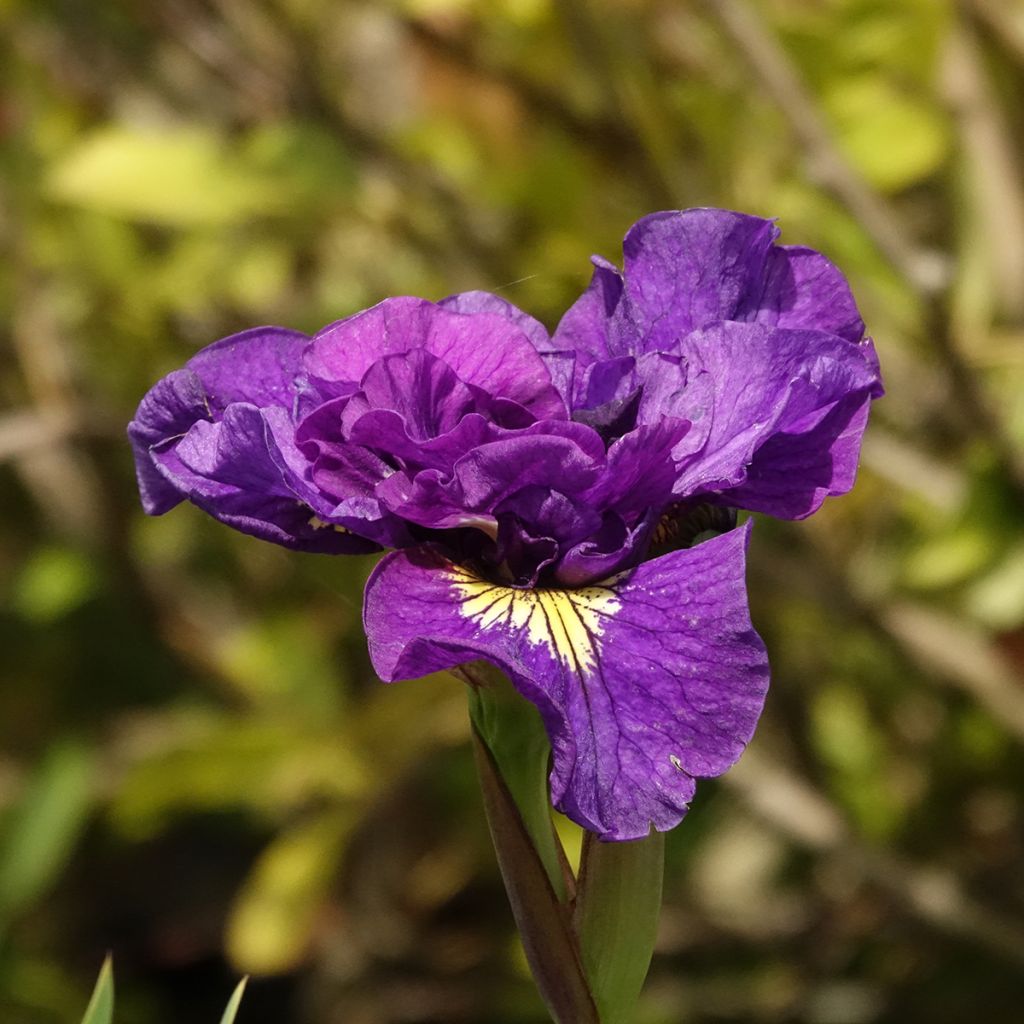 Iris sibirica Bundle of Joy