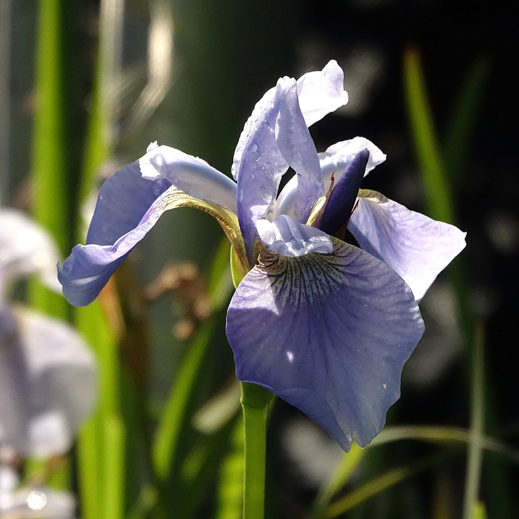 Iris sibirica Perry's Blue