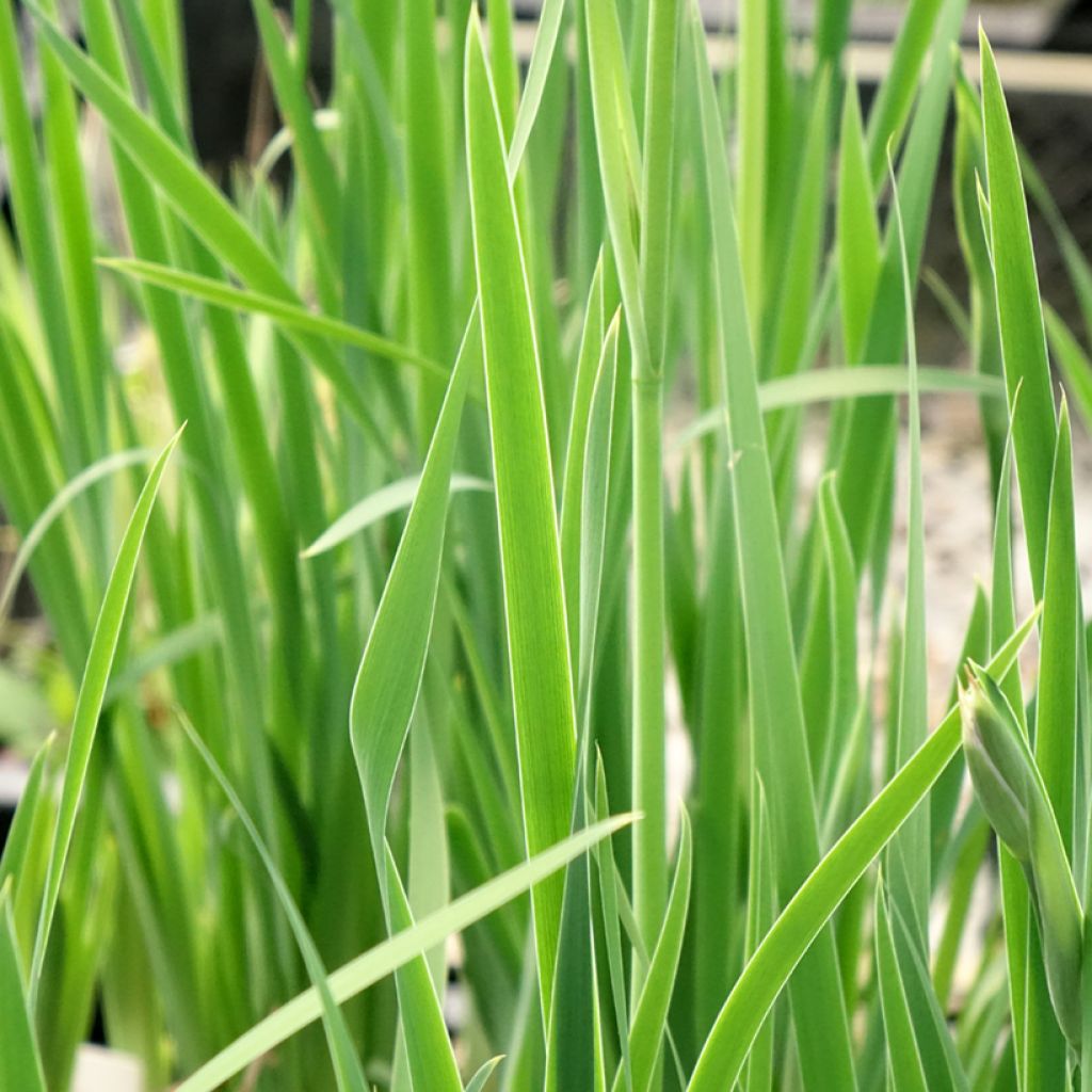 Iris sibirica Persimmon