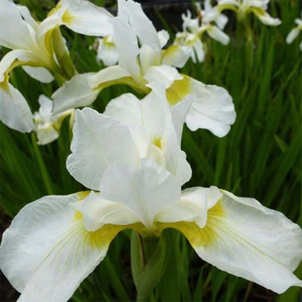 Iris sibirica Snow Queen