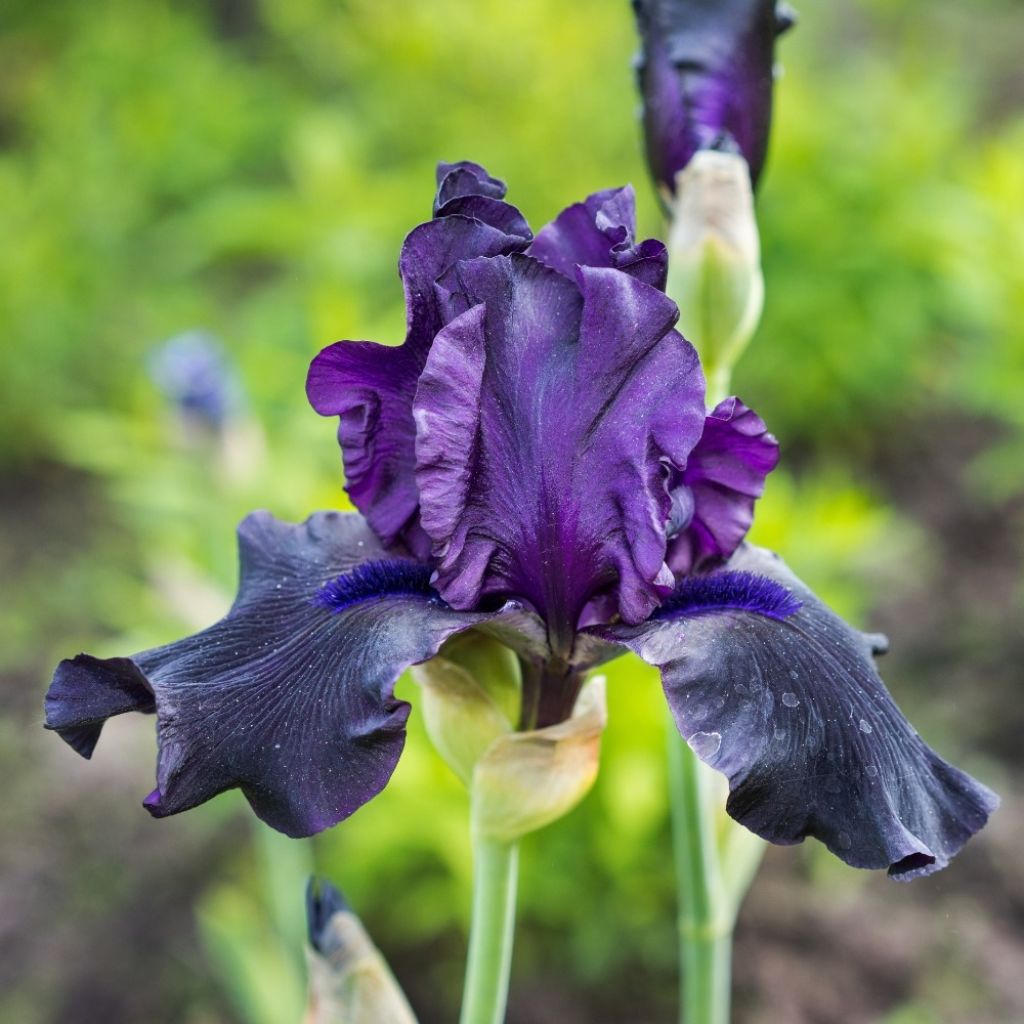 Iris germanica Black Night
