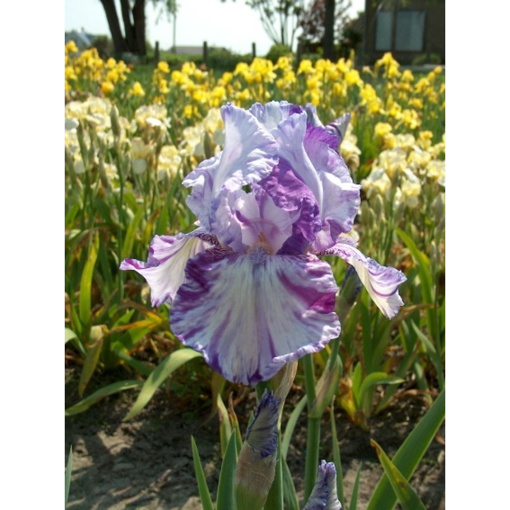 Iris germanica Batik
