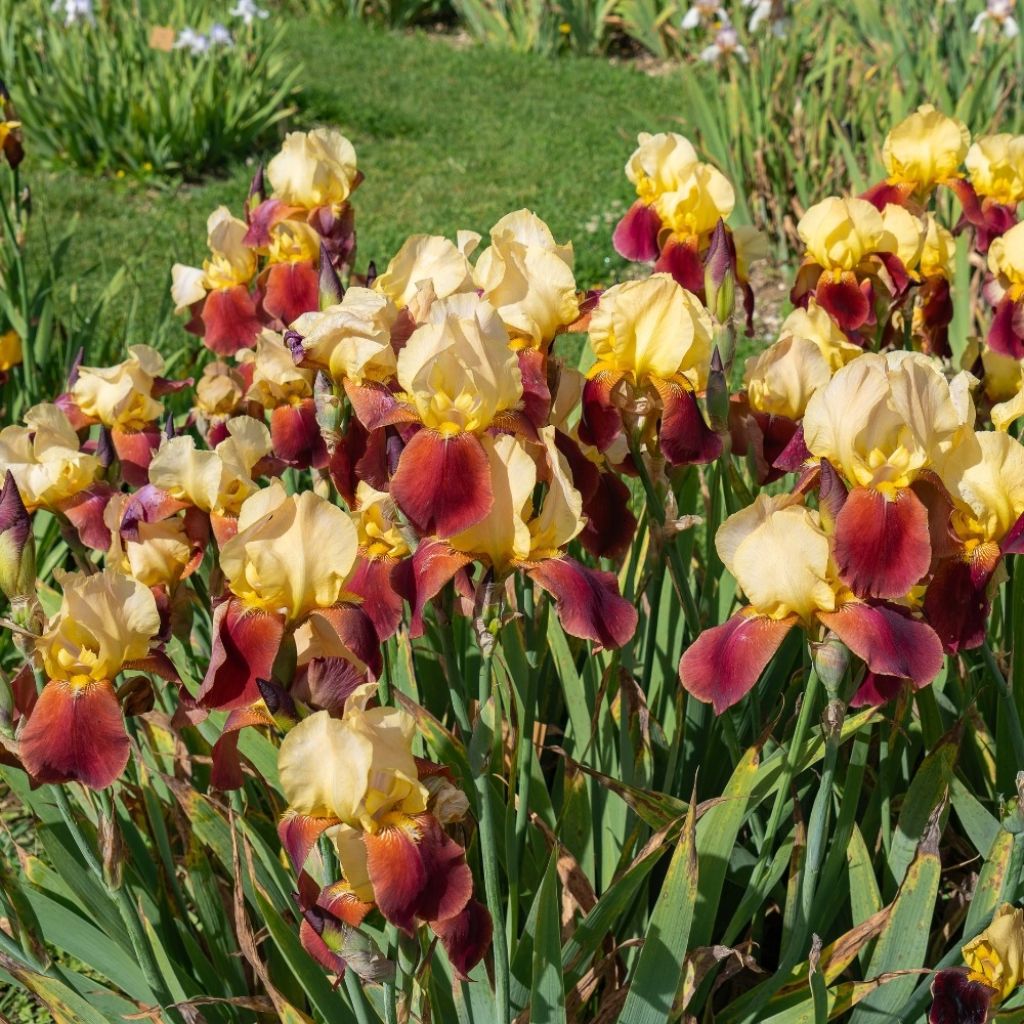 Iris germanica Accent Variegata