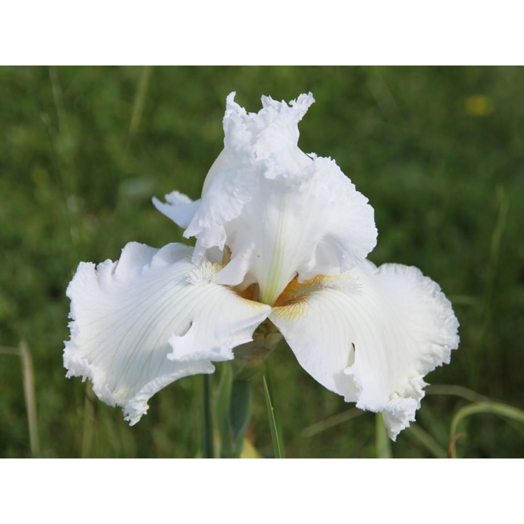 Iris germanica Laced Cotton