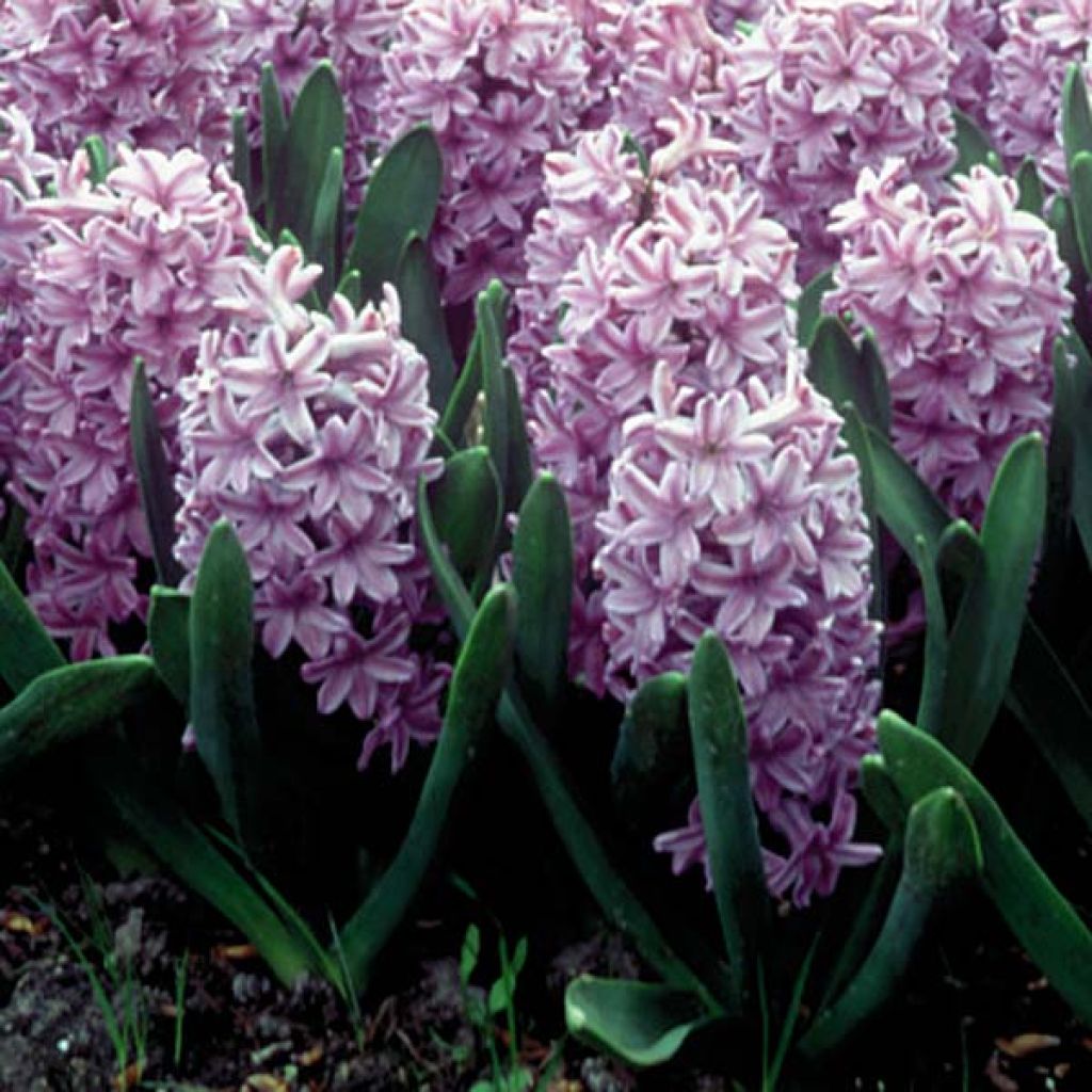 Jacinthe Splendid Cornélia