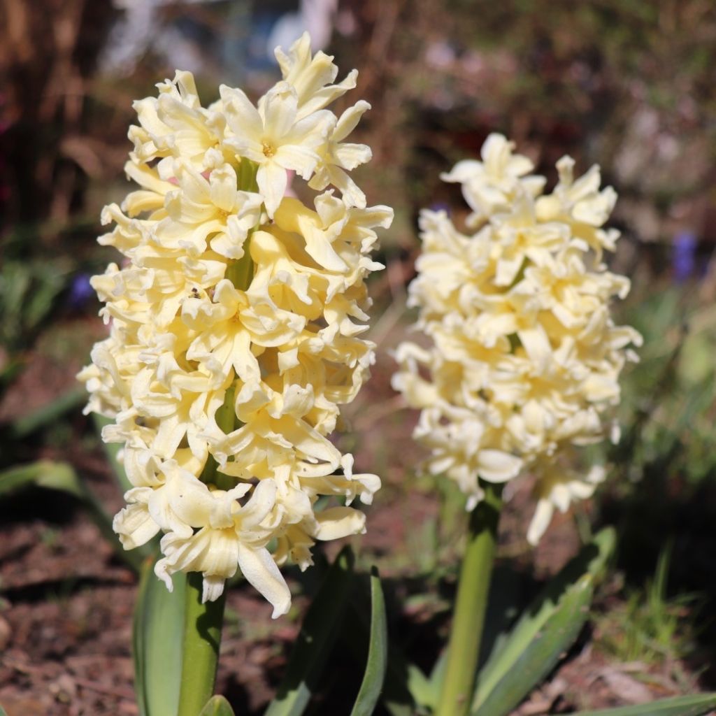 Jacinto Gipsy Princess