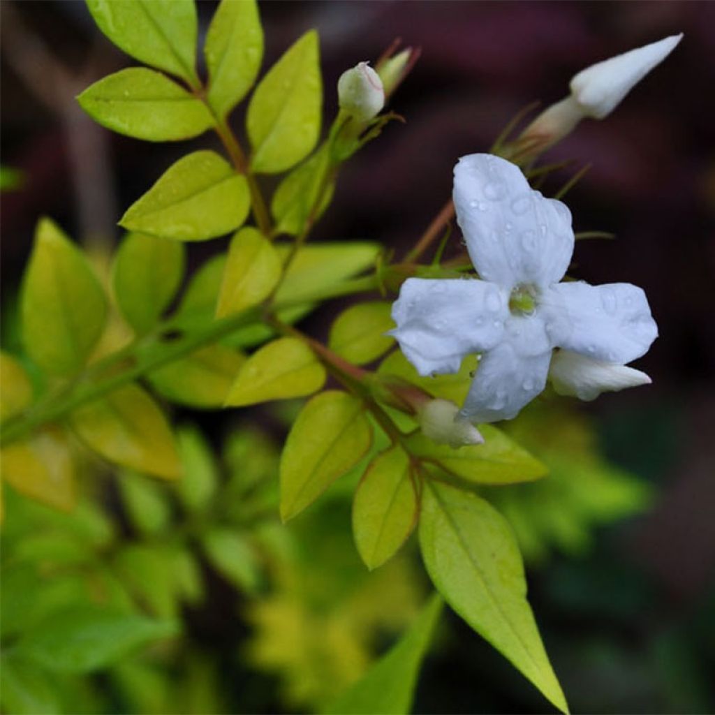 Jasminum officinalis Aureum