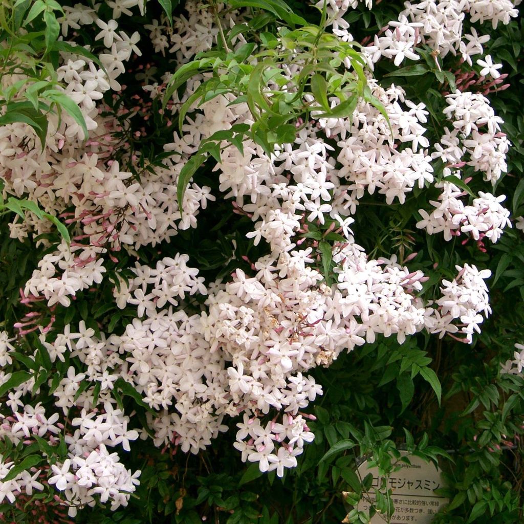 Jasminum polyanthum