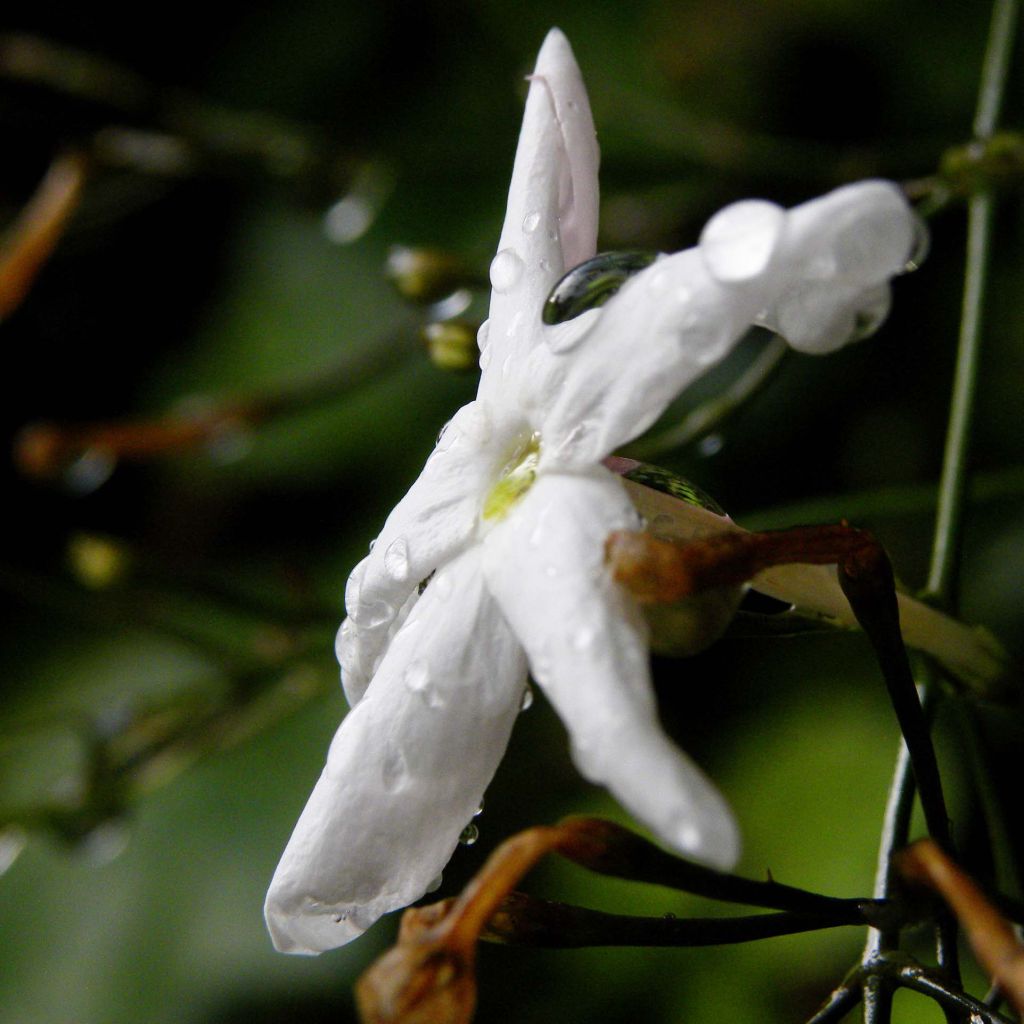 Jasminum polyanthum
