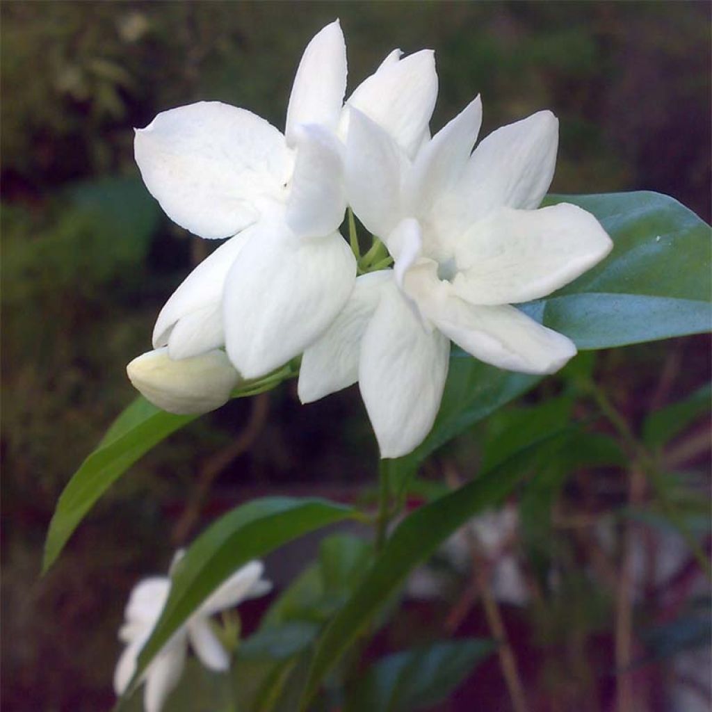 Jasminum sambac