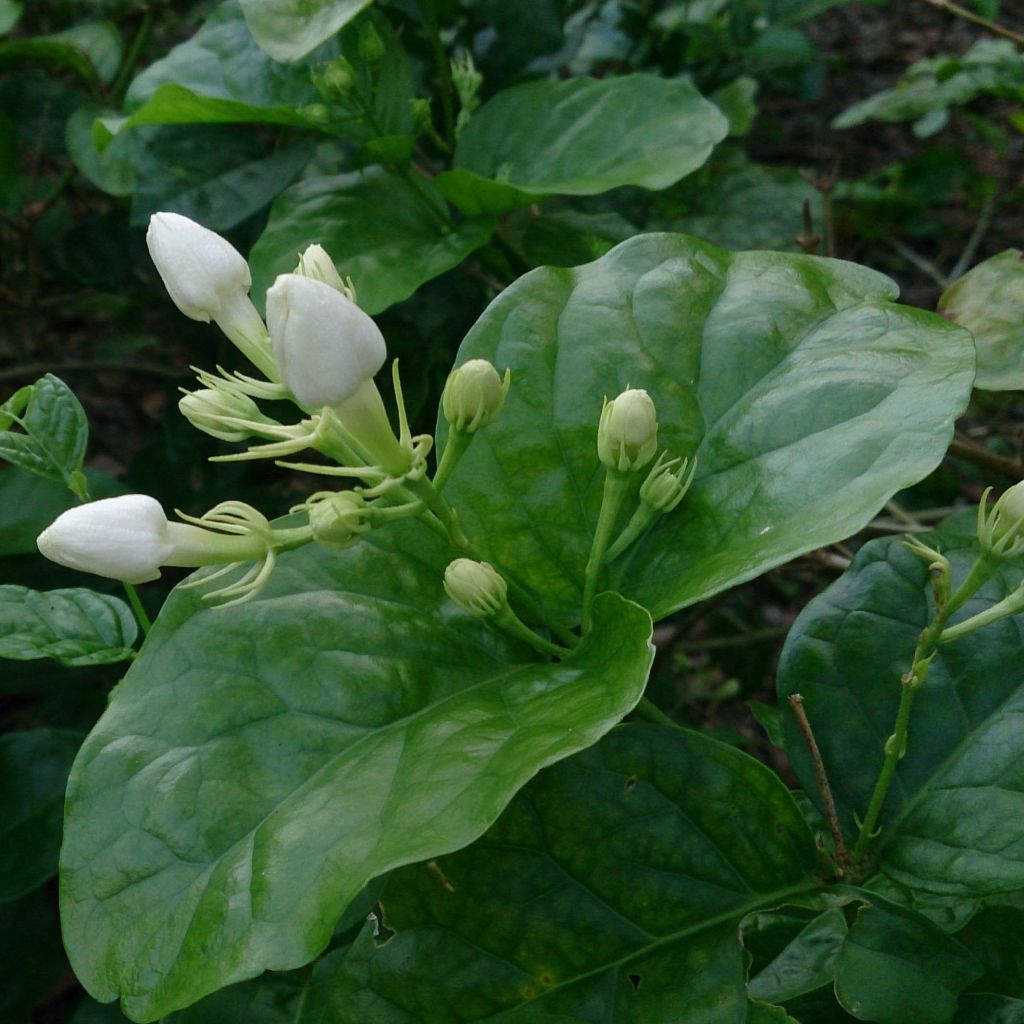 Jasminum sambac