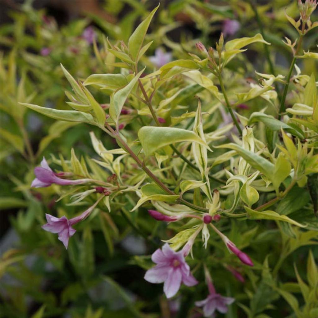 Jasminum stephanense