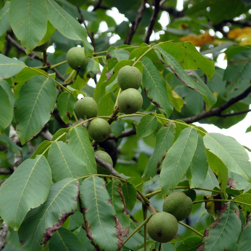 Nogueira Fernor - Juglans regia
