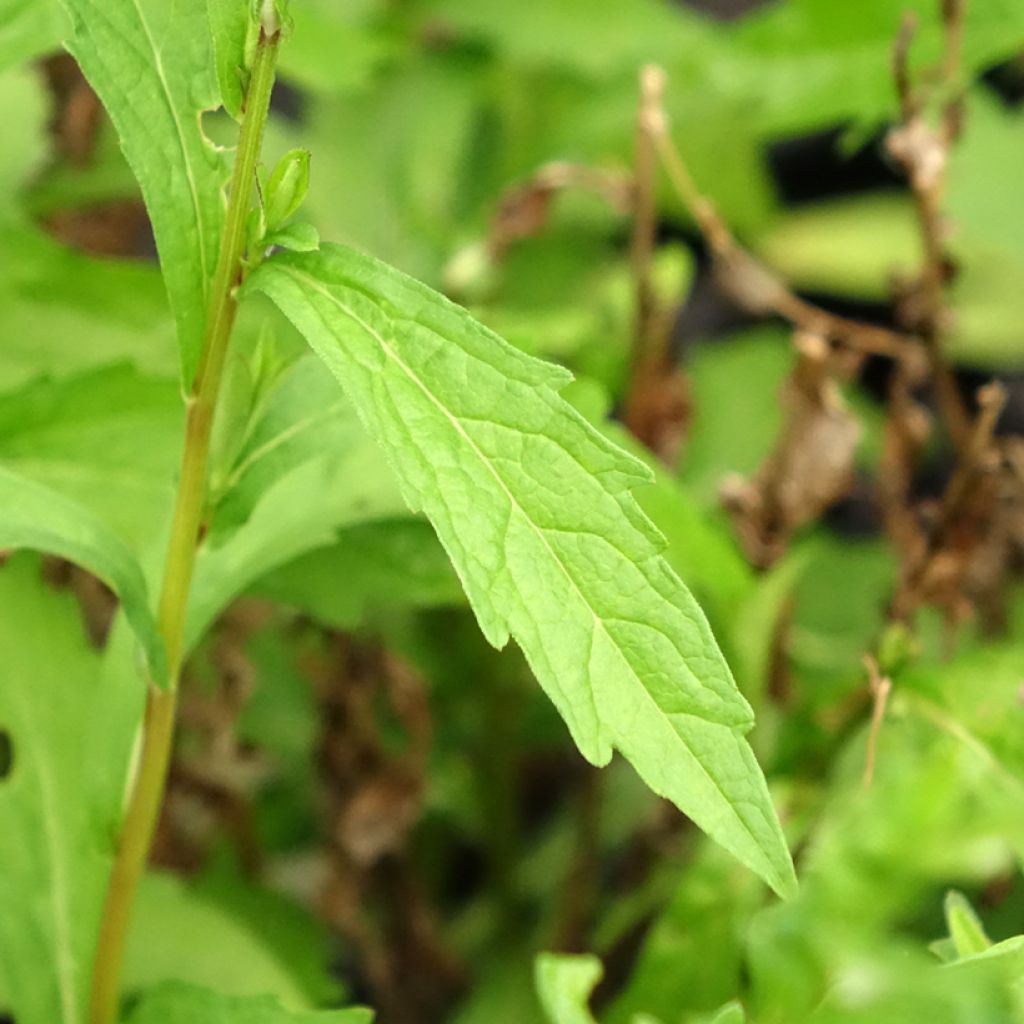 Kalimeris incisa Charlotte