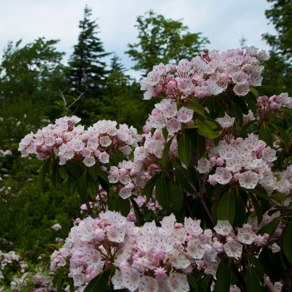 Kalmia latifolia