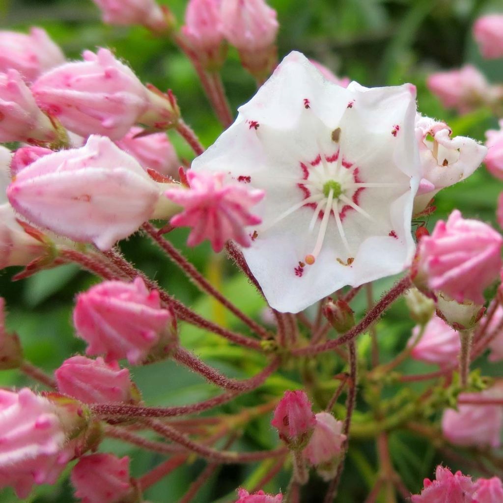 Kalmia latifolia