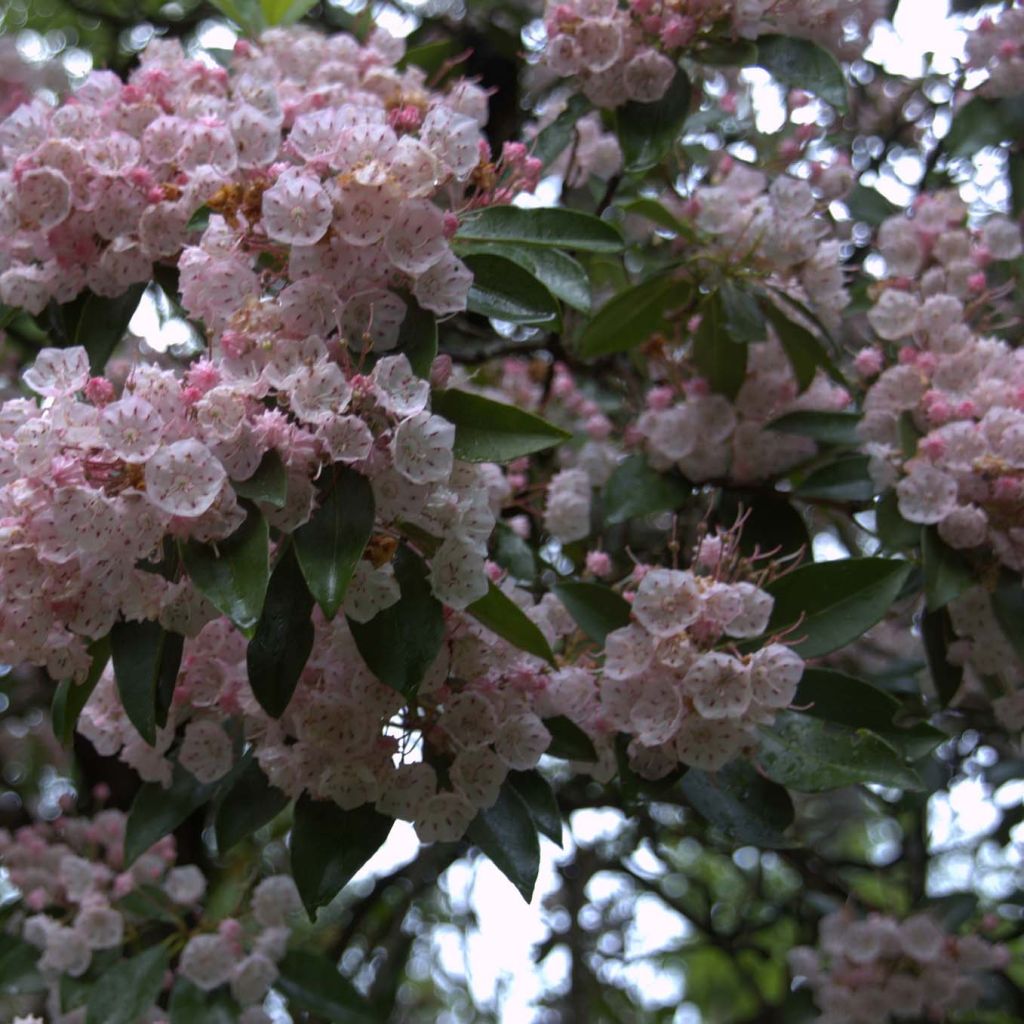 Kalmia latifolia