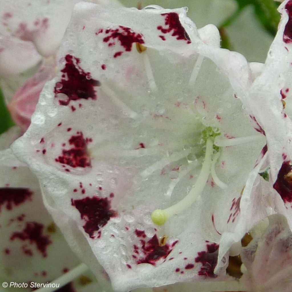 Kalmia latifolia f. fuscata Freckles