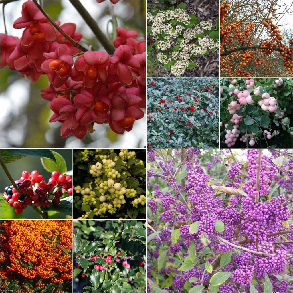 Kit de Sebe com Frutos Decorativos Ecológico