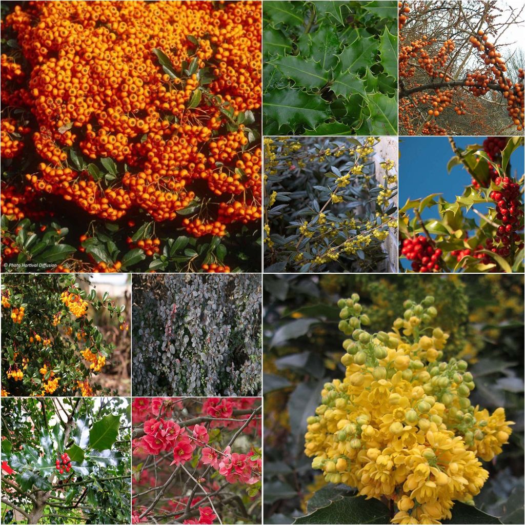 Kit de sebe defensiva ecológica