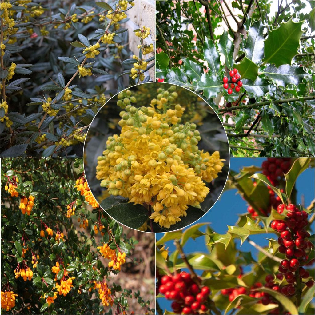 Kit de Sebe Persistente e Defensiva Ecológica