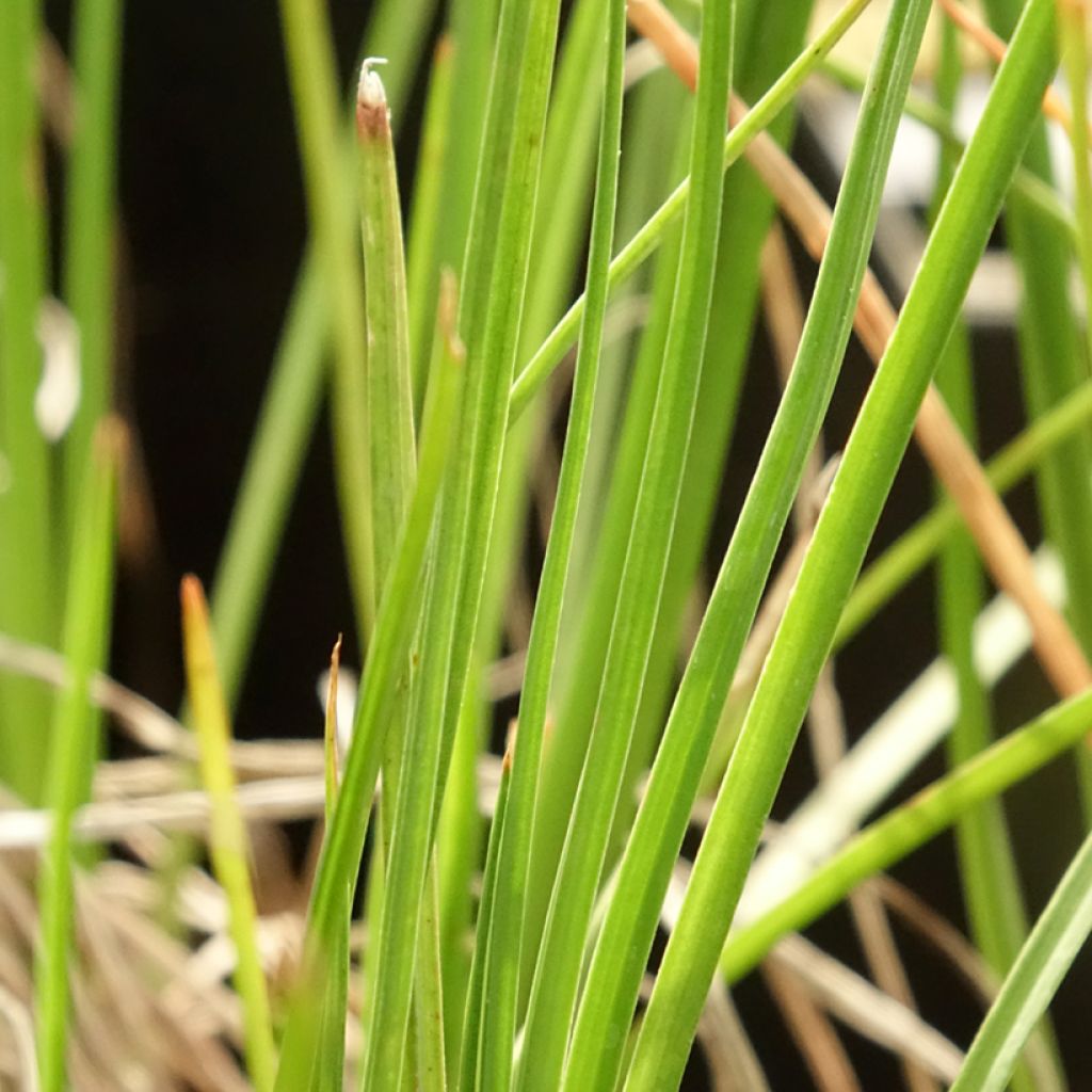 Kniphofia Little Maid