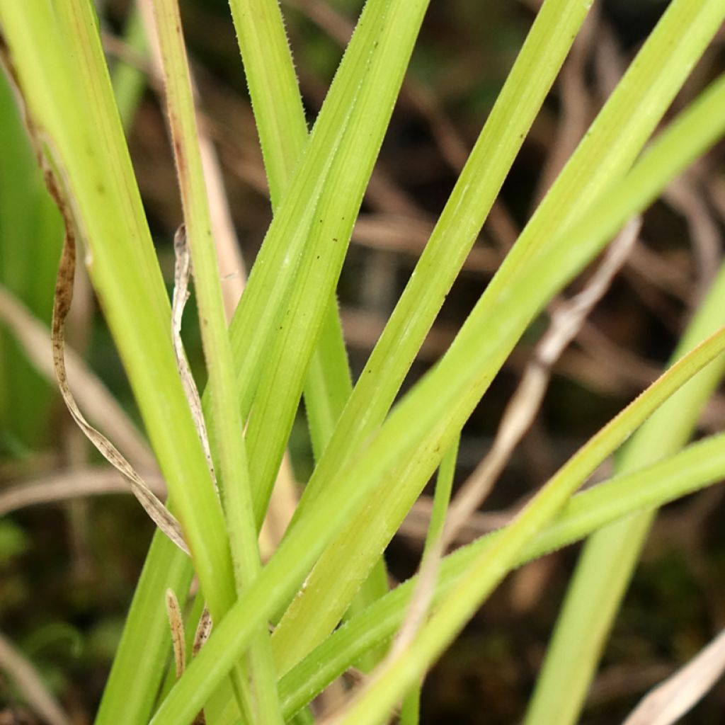 Kniphofia Wrexham Buttercup