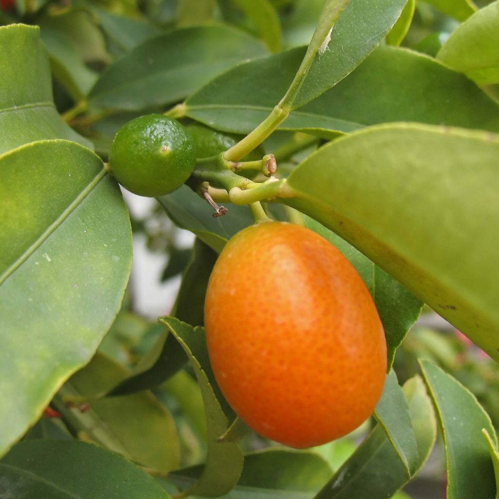 Kumquat Fukushu / Jiangsu