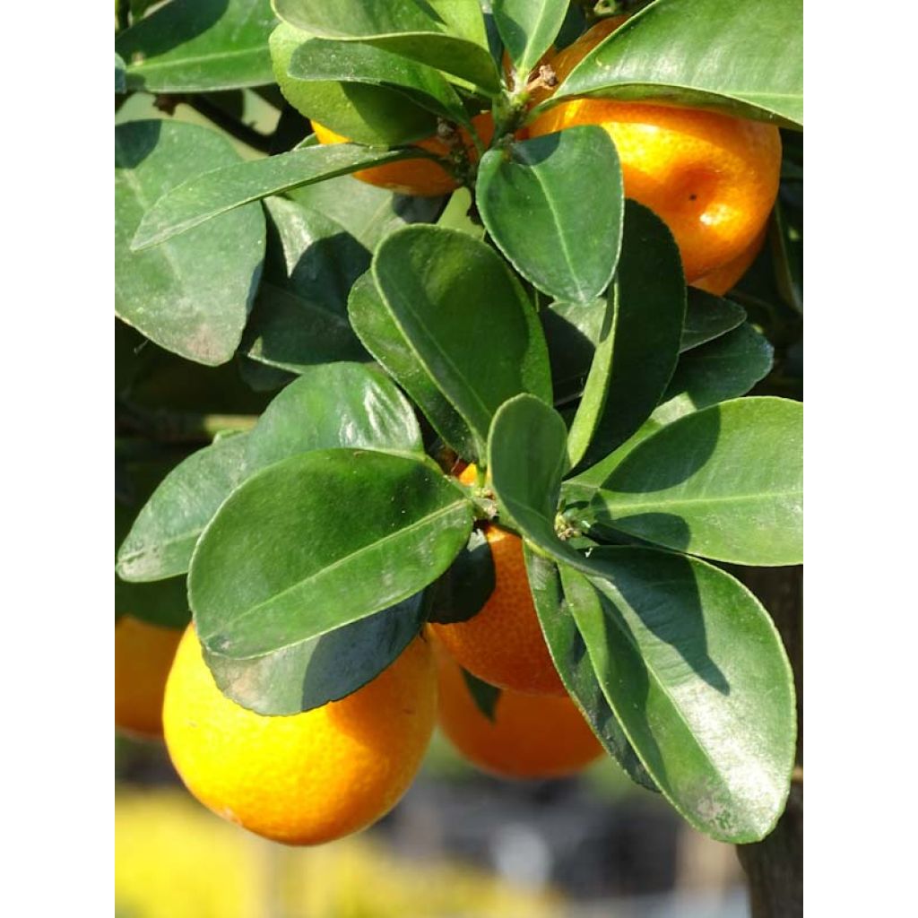 Kumquat Fukushu / Jiangsu