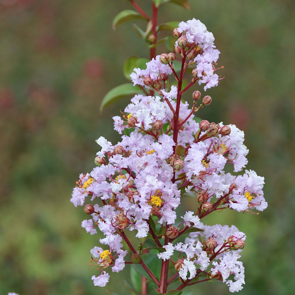Árvore-de-júpiter Camaïeu d'Eté - Lagerstroemia indica